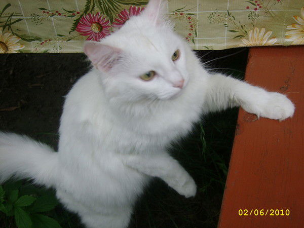 Светлана Королькова