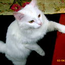 Светлана Королькова