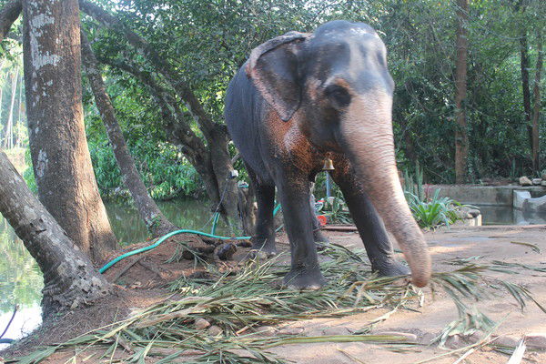 Альбина Минакова