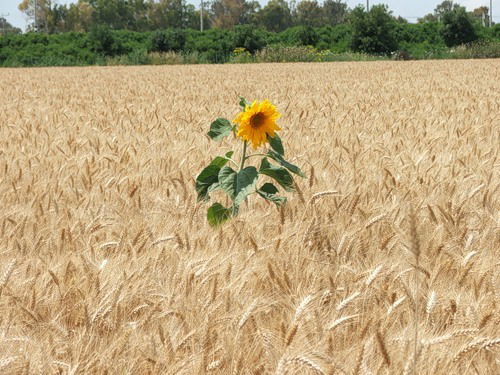 Ивана Ивановна