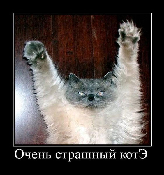 Светлана Минули