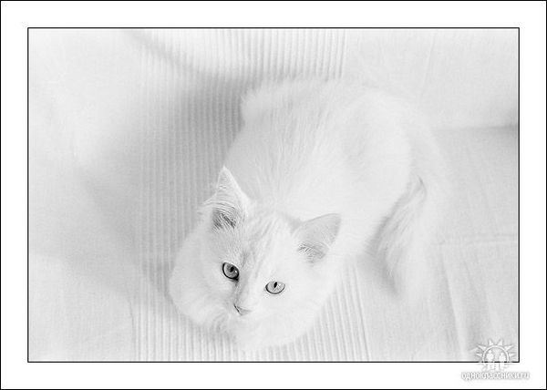 Надежда Мышакова