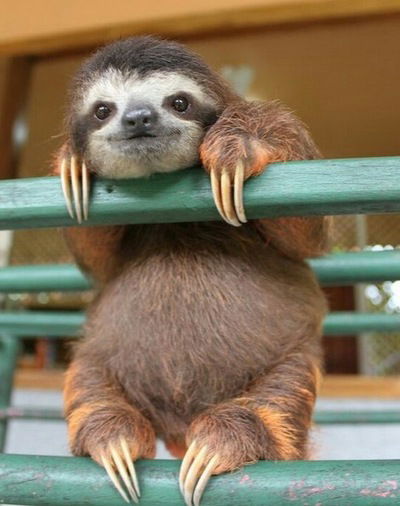 Даша Торопова