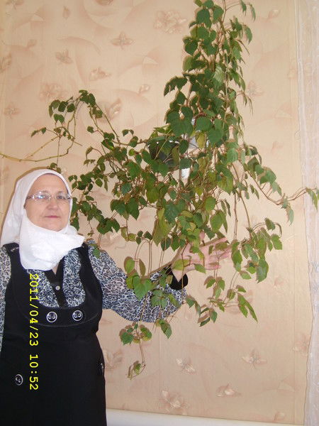 Хория Ильязова