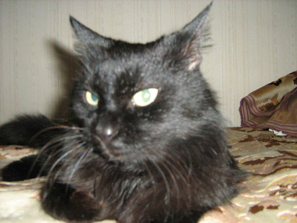 Ольга Корешкова