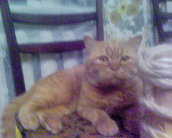 Ирина Агеева