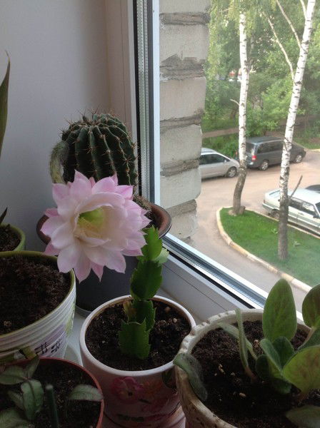 Ануш Багдасарян