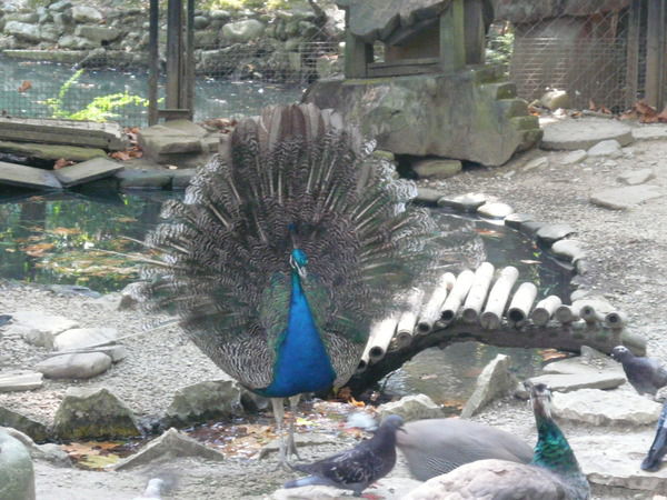 Валентина Иванова