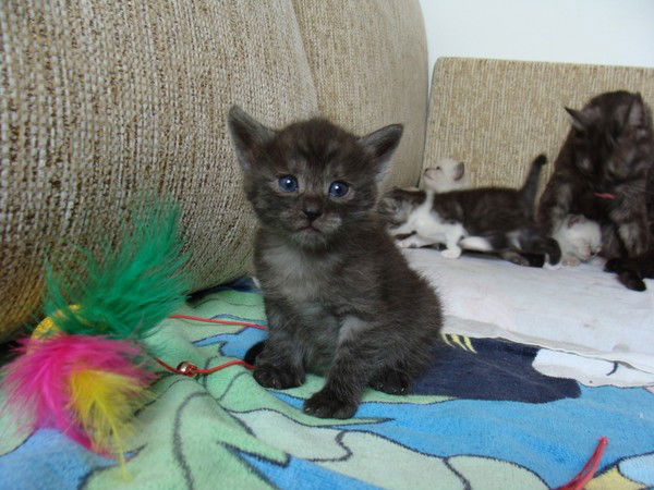 Екатерина Журавская