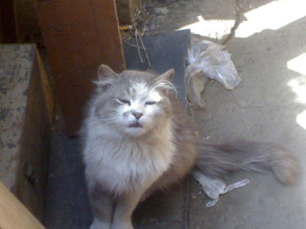 Артур Маньковский