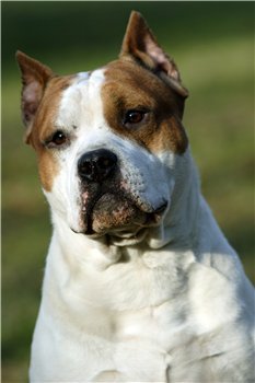 Галина Пани