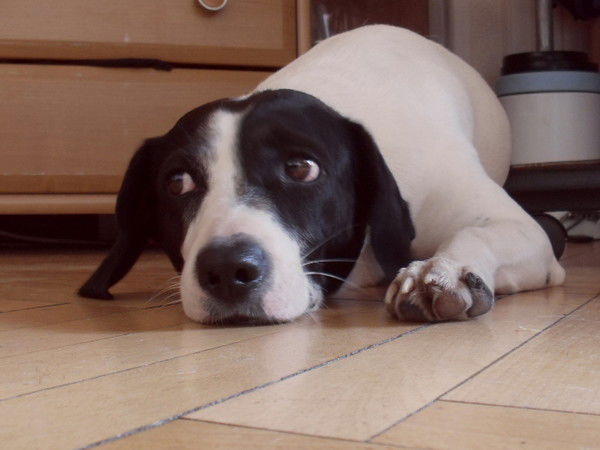 Петр Дегтярев