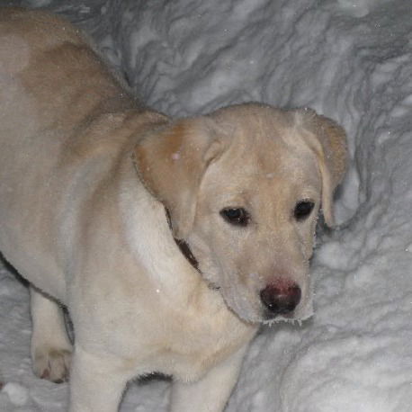 Владимир Состровчук