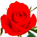 Rosa Lanz