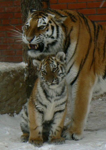 Игорь И Ольчик