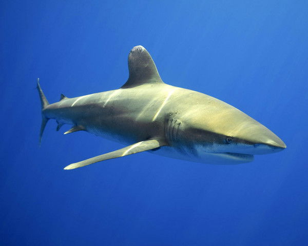 Алексей Бояркин