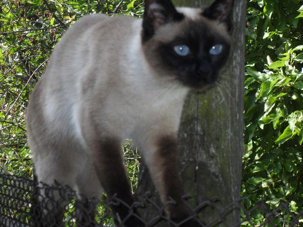 Ольга Черкасова-Полина