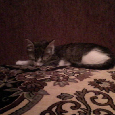 Егор Карачев