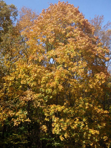 Людмила Хафизова