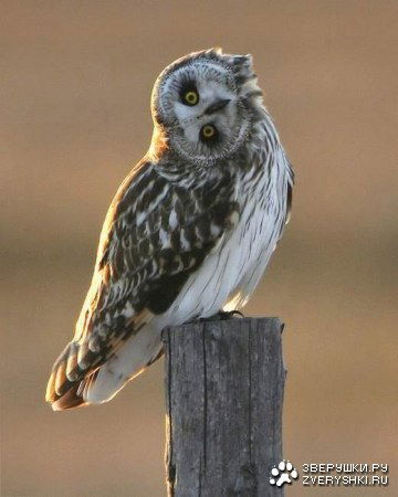 Елена Патрушева