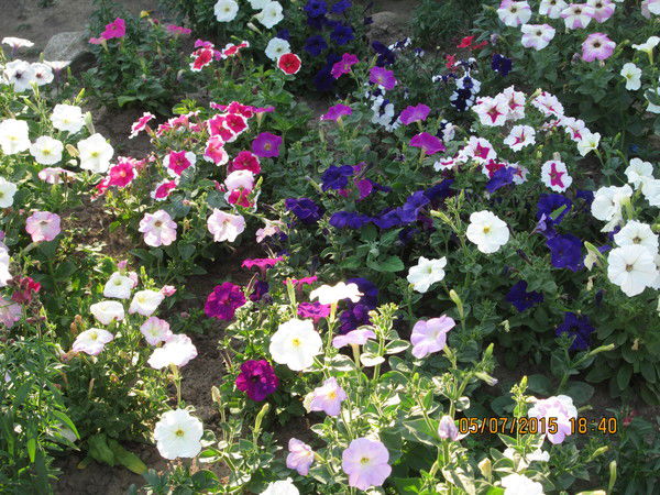 Борис Мавлетов