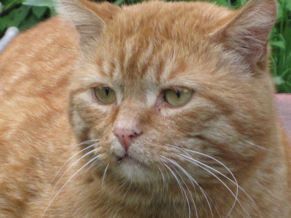 Неизвестно Неизвестно