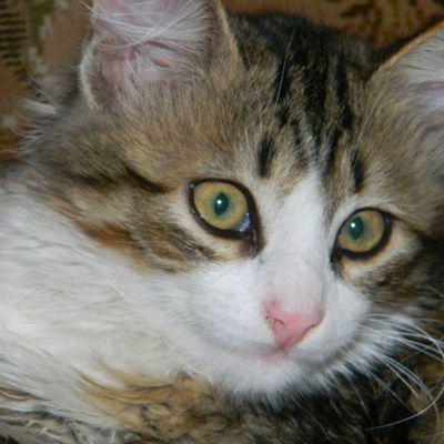 Анастасия Коновалова