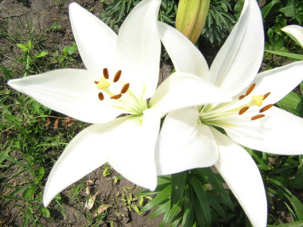 Лира Карпова