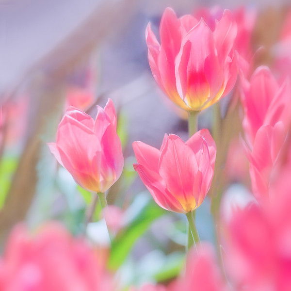 Жупар Бакирова