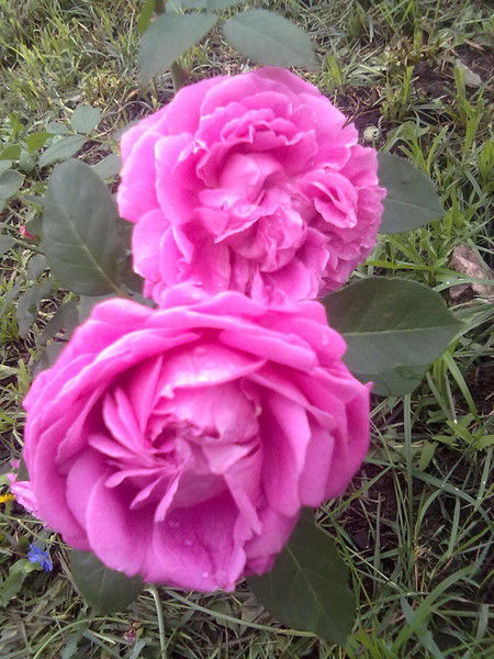 Ахтямова Гузель