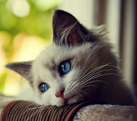 Юльчик Жгилёва