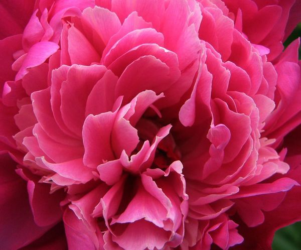 Анастасия Волкова