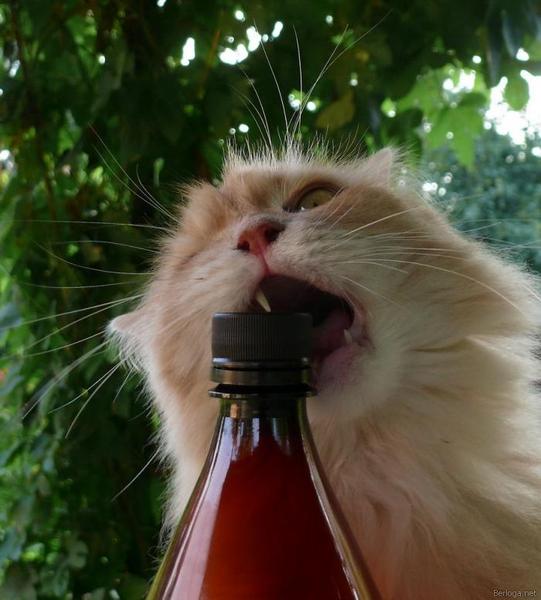 Алена Сосновская