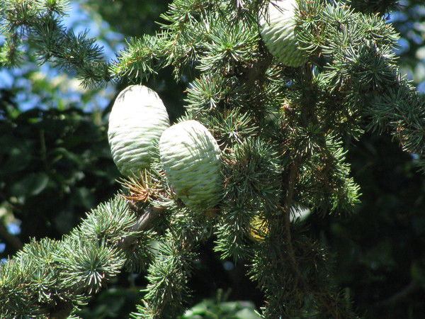 Нина Данилова