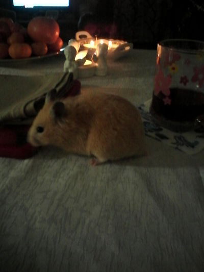 Полина Рахматулина