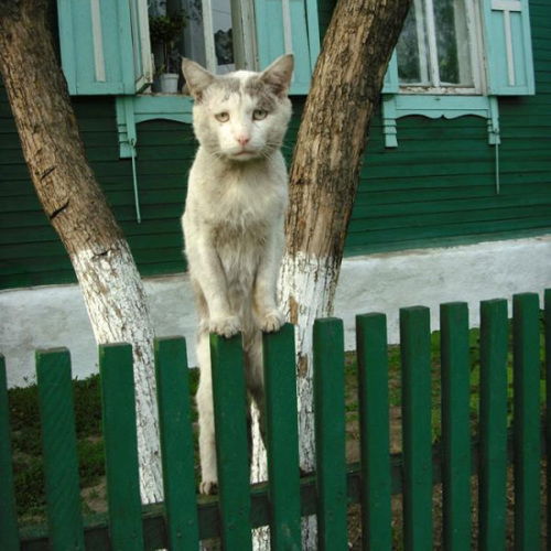 Василий Петелькин