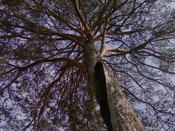 Татьяна Алексеева