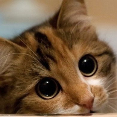 Даниил Бойко