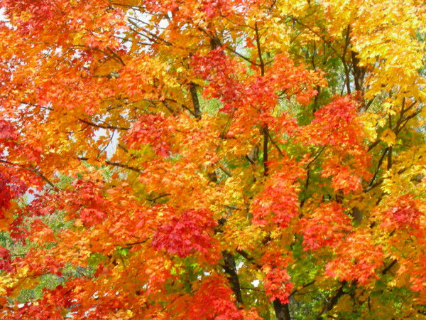 Светлана Брайденбюхер