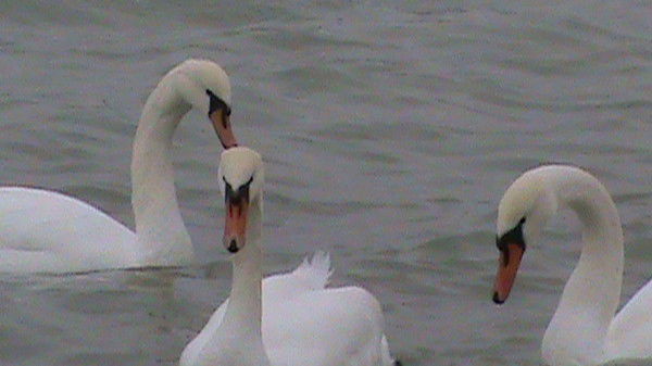 Рустам Ниязгулов