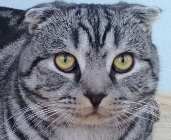 Андрей Усачев