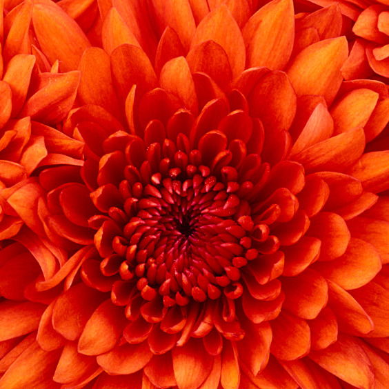 Марина Дацишина