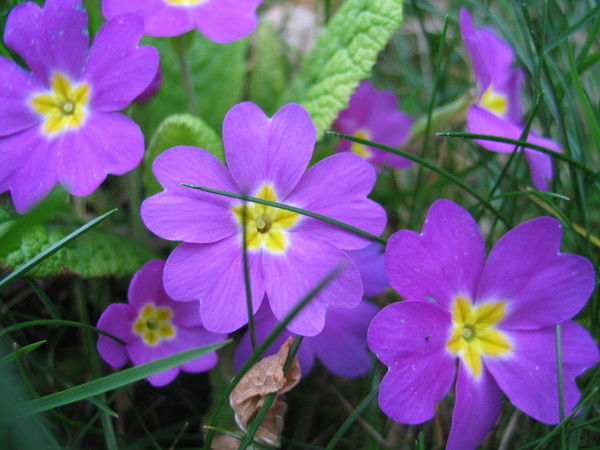 Ирина Ефремова