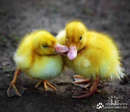 Валентина Сидорчук