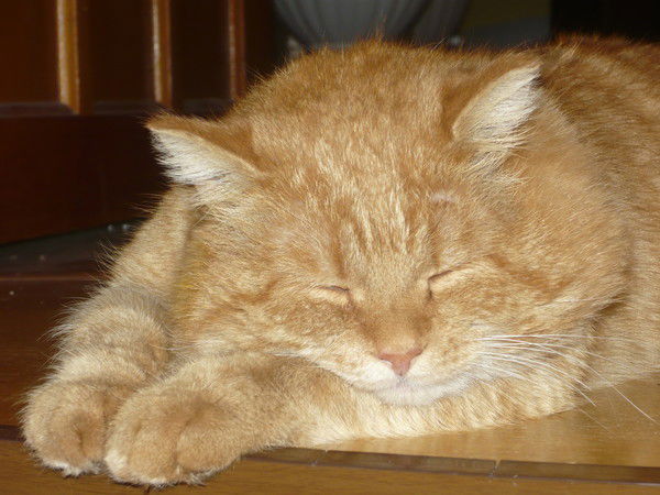 Елена Веселовская