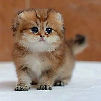 Оксана Дралова