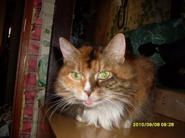 Анна Голубева