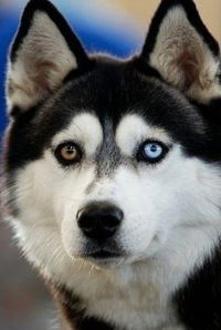 Александр Коростылев