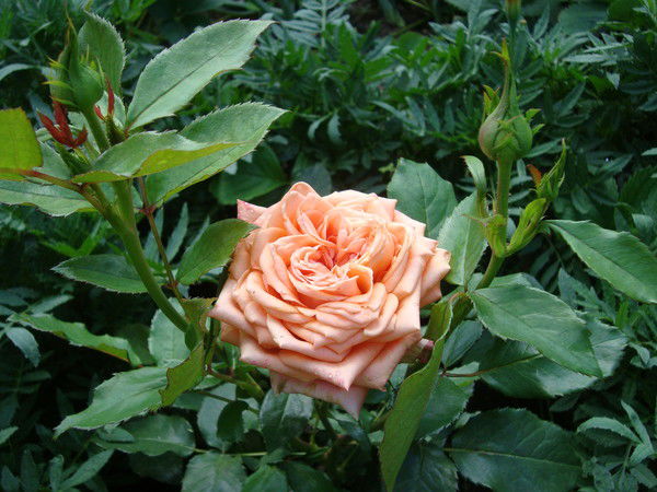 Светлана Балашова