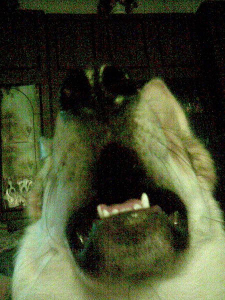 Галина Пилан